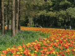 -上海共青森林公园