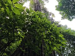 -西双版纳原始森林公园