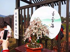 -香雪海
