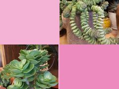 -静岸花卉园艺(三星坊店)