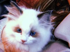 -Bastet sally猫舍购宠(静安店)