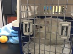 -安安宠医宠物医院·异宠·犬猫内科(岳阳分院)