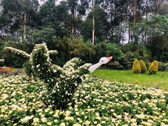 -都江堰玫瑰花溪谷