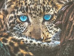 -罗红摄影艺术馆