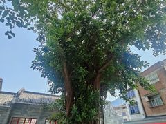 -悦城龙母祖庙