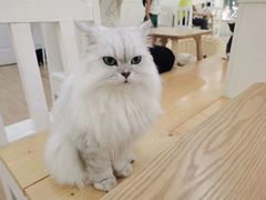 -李小姐の猫咖啡馆(五角场店)