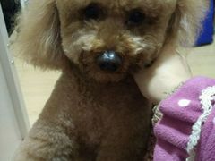 -暖阳宠物医院·犬猫康复中心·骨科