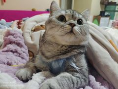 -米苏动物医院·犬猫专科·骨科外科内窥镜