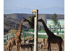 -新疆天山野生动物园