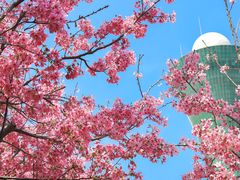 -狐尾山公园