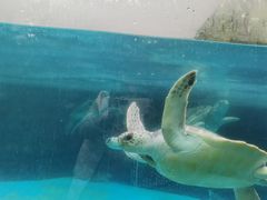 -海合安成都极地海洋公园