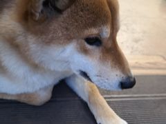 -啡语