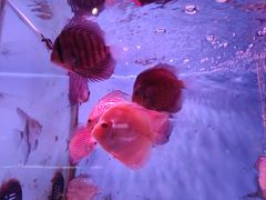 -青石桥花鸟鱼虫市场(叠翠城店)