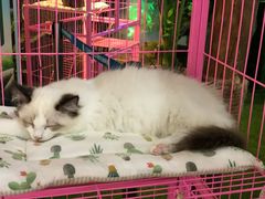 -九毛九西北菜(大东海店)