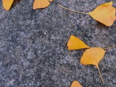 -香积寺