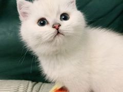 -翊宠yipet猫狗购宠庄园犬舍•猫舍