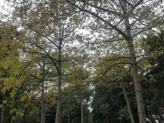 -海珠湖公园