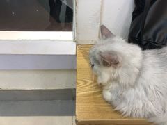 -Heymao猫咖.咖啡厅(东门店)