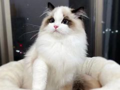 -欣宠猫屋·矮脚拿破仑·蓝金金渐层