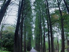 -上海滨江森林公园