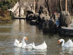-洛阳市隋唐城遗址植物园