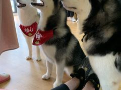 -Husky Go! 哈士奇体验馆·宠物咖啡厅狗咖