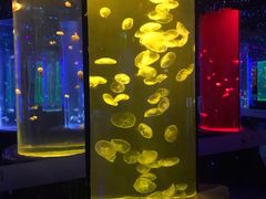 -锦艺城海洋馆