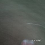 冬天也不会掉叶子，春天来了