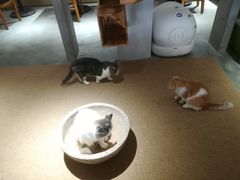 -more than meow吴止猫主题餐厅(承德 中船汇店)