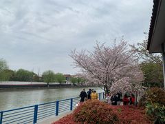 -高东镇樱花园