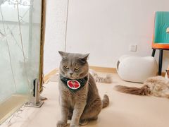 -猫在这儿猫咪咖啡馆·撸猫馆