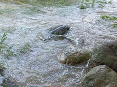 -上海吴淞炮台湾国家湿地公园