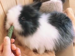 -猫猫幼稚园·撸猫·桌游·电玩