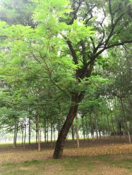 -大望京儿童游乐场