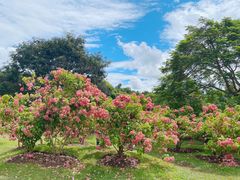 -中国科学院西双版纳热带植物园