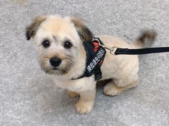 -安安宠医·安宠宠物医院