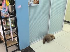 -全心全意连锁动物医院·微创中心·内科急重症·心脏专科(丰管路店)