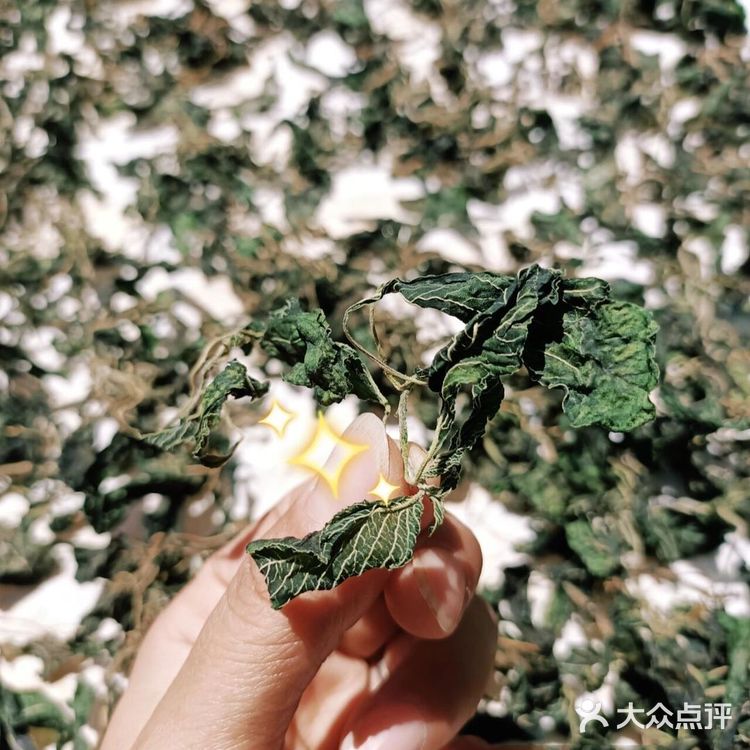 美味野菜之·野苋菜