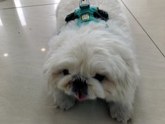 -美联众合动物医院·24h京西诊疗中心