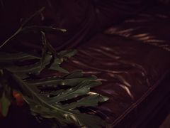 -植觉