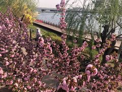-绿堤公园