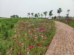 -洪湖湿地生态园