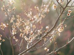 -蜀冈西峰生态公园