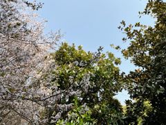 -上海滨江森林公园