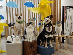 -柴迷FANS CLUB·柴犬狗咖·猫咖
