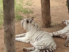 -西霞口神雕山野生动物世界