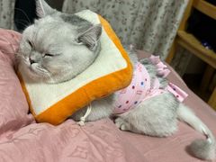 -美迦爱动物医院·夜诊(朝阳路诊疗中心)