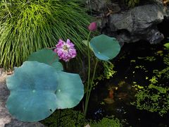 -浙江西子宾馆·牡丹厅