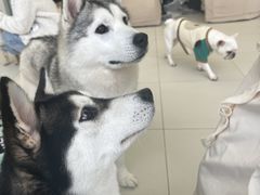 -怪兽屋·羊驼·猫咖·狗咖(俊华广场店)