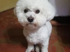 -利又安动物医院··老年病·猫科犬科·中兽医